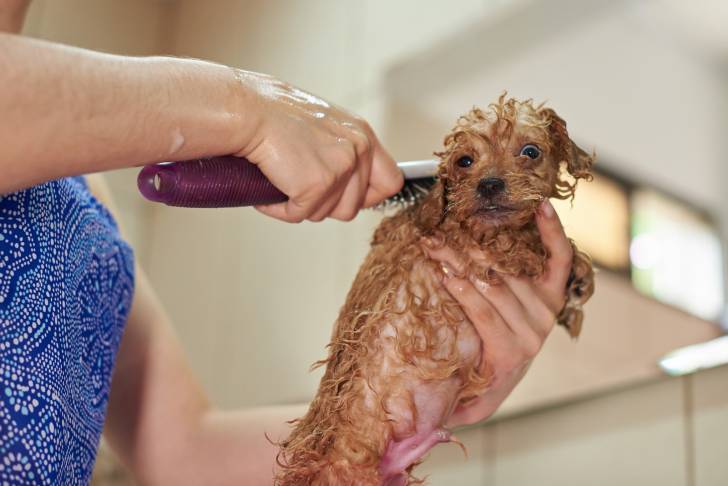 Photo Welsh Terrier