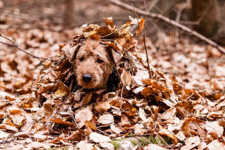 Photo Welsh Terrier