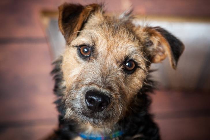 Photo Welsh Terrier