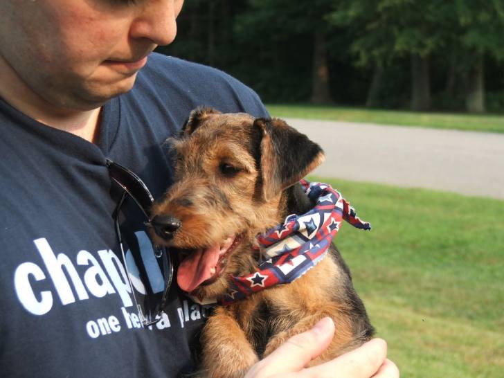 Photo Welsh Terrier