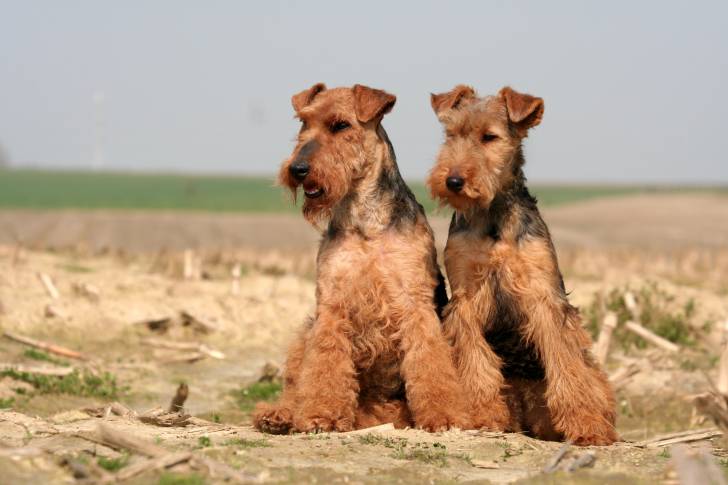 Photo Welsh Terrier