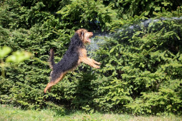 Photo Welsh Terrier