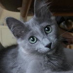 Photo Nebelung
