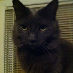 Harry - Nebelung Mâle