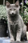 Photo Nebelung