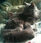 Photo Nebelung