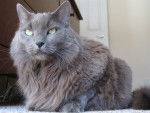 Maggie - Nebelung