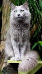 Photo Nebelung