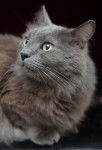 Photo Nebelung