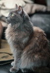 Photo Nebelung