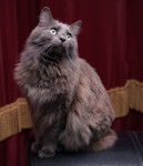 Photo Nebelung