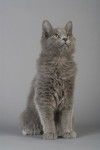 Photo Nebelung