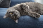 Photo Nebelung