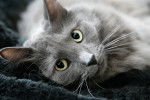Photo Nebelung