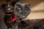 Photo Nebelung