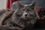 Photo Nebelung