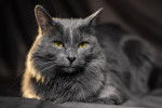 Photo Nebelung