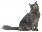 Photo Nebelung