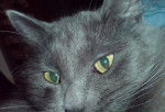 Photo Nebelung