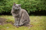 Photo Nebelung