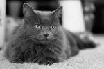 Photo Nebelung