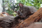 Photo Nebelung
