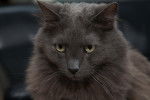 Photo Nebelung
