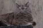 Photo Nebelung