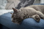 Photo Nebelung