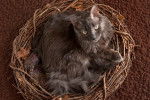 Photo Nebelung