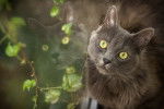 Photo Nebelung
