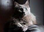 Photo Nebelung