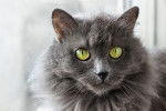 Photo Nebelung