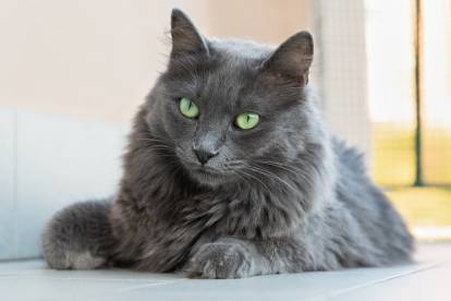 Un magnifique Nebelung gris aux yeux verts