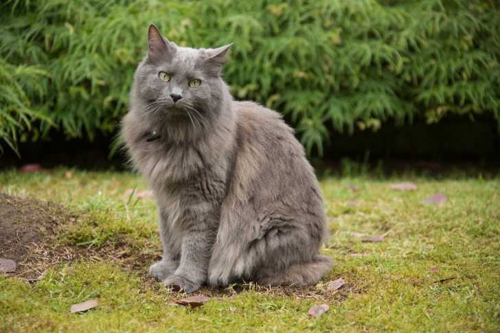 Le Nebelung ressemblant quelque peu au Bleu Russe