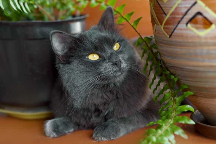 Photo Nebelung
