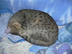 amenophis rois soleil ocicat - Ocicat