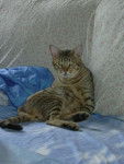 Amenophi Rois Soleil ( Ocicat ) - Ocicat