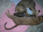 famille ocicat - Ocicat