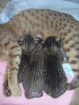 ocicat - Ocicat
