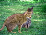 Ocicat - Ocicat