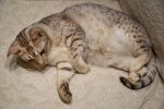 Photo Ocicat