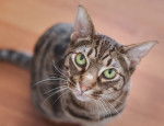 Photo Ocicat