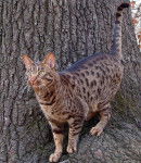 Photo Ocicat