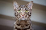 Photo Ocicat
