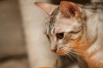 Photo Ocicat
