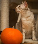 Photo Ocicat