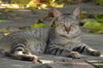 Photo Ocicat