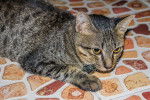 Photo Ocicat