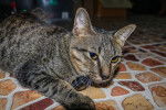 Photo Ocicat